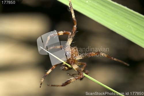 Image of Spider