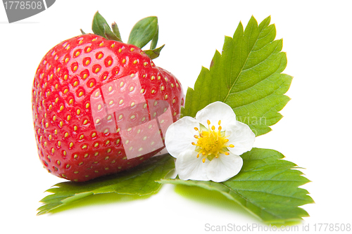 Image of fresh strawberry with flower on isolated white