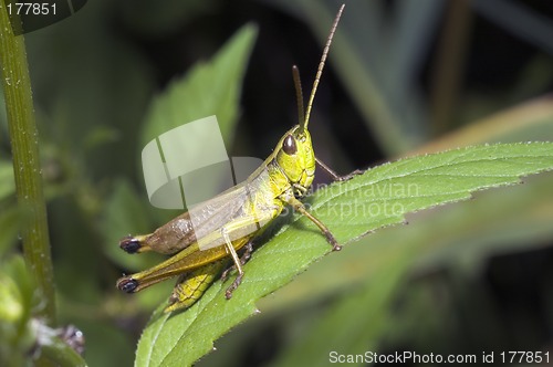 Image of Grasshopper