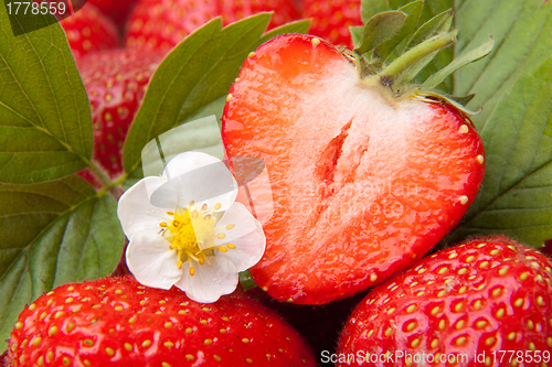 Image of many red ripe strawberries with flower