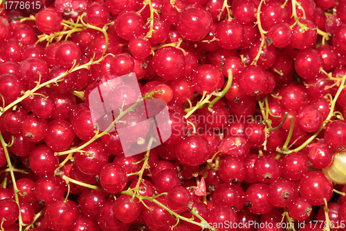 Image of red currants