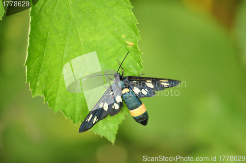 Image of black butterfly