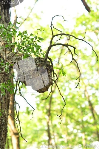 Image of tree cancer