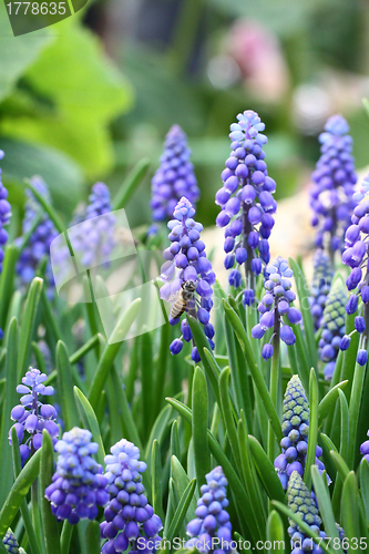 Image of Grape hyacinth with bee 