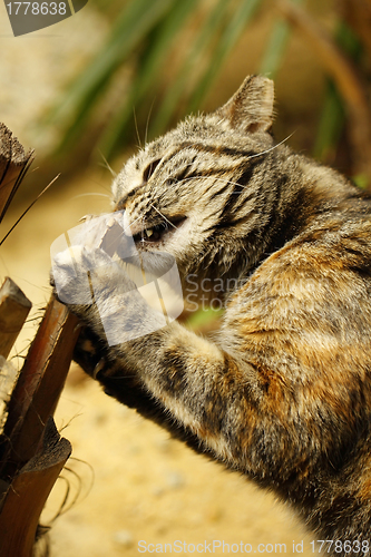 Image of Cat biting the tree