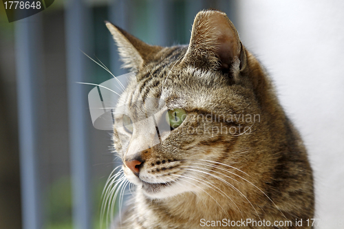 Image of Cat, close-up shot.