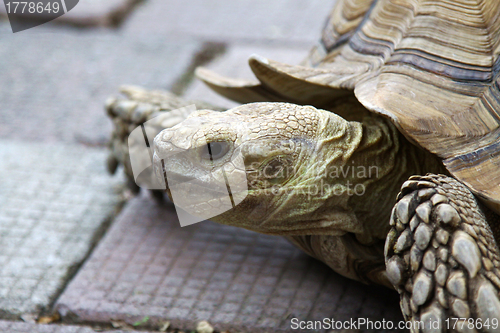 Image of Old turtle on ground, close-up shot.