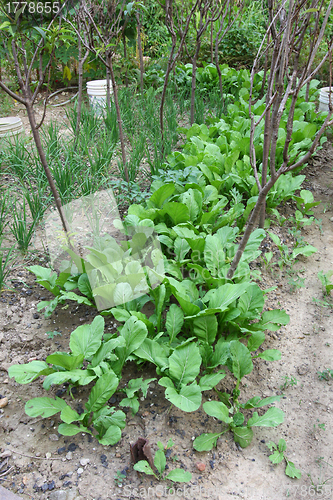 Image of Fresh vegetables in farmland