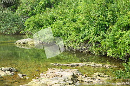 Image of Wetland in Hong Kong