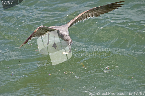 Image of Seagull