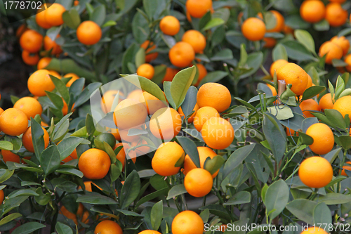 Image of Mandarine orange tree for celebrating Chinese New Year 