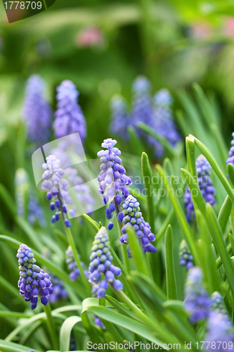 Image of Grape hyacinth macro shot