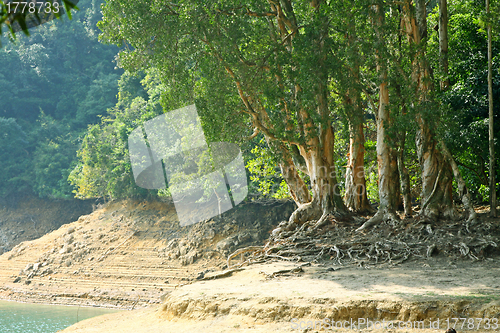 Image of Trees in water