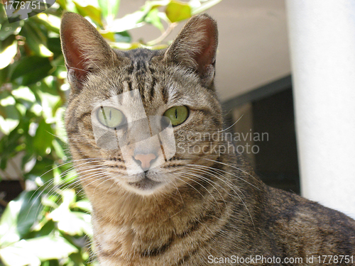 Image of Cat, close-up shot.