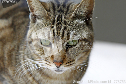 Image of Cat with sharp eyesight looking for food