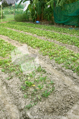 Image of Farming field in countryside