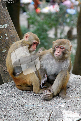 Image of Monkeys