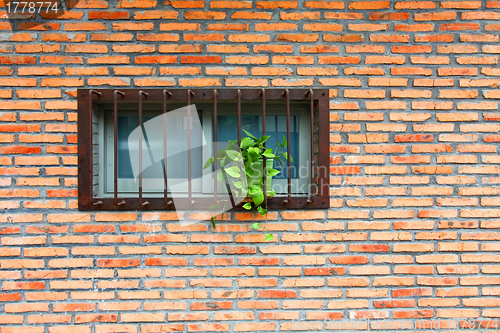 Image of Vintage wall and windows with plants