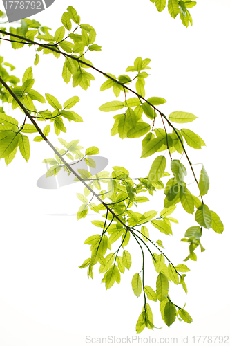 Image of Green leaves background