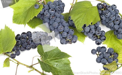 Image of Dark grape