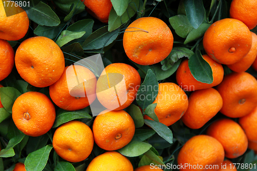 Image of Mandarine orange tree for celebrating Chinese New Year