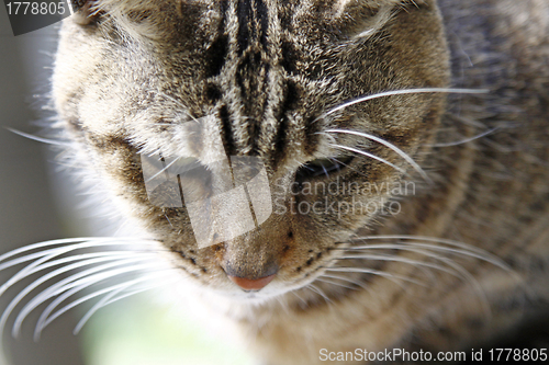 Image of Cat, close-up shot.