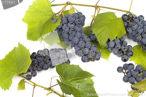 Image of Dark grape