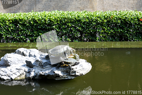 Image of Turtle under sunshine