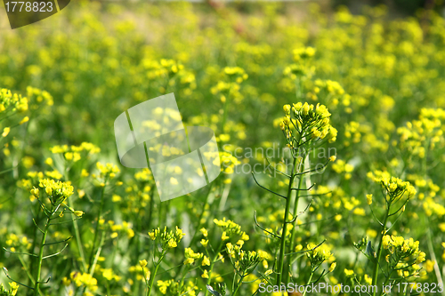 Image of Rape flowers field under sunlight