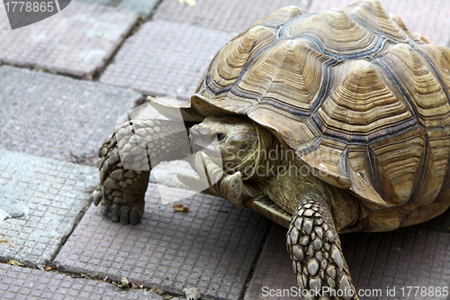 Image of Turtle on ground