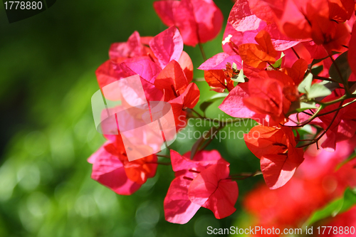 Image of Azalea under sunshine