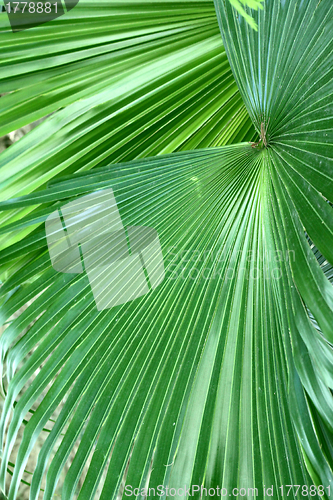 Image of Leaves details background