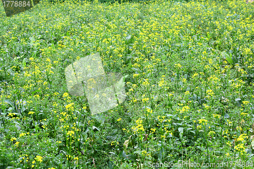 Image of Rape flowers background