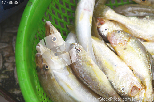 Image of Fresh fishes in market