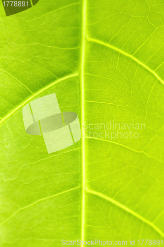 Image of Green leaf close up nature background