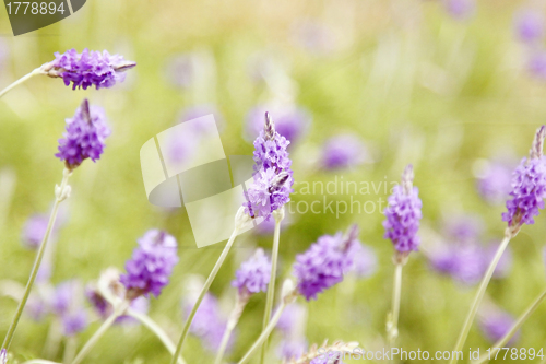 Image of Purple flowers on the grasses