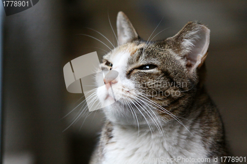 Image of Cat with sleepy eyes