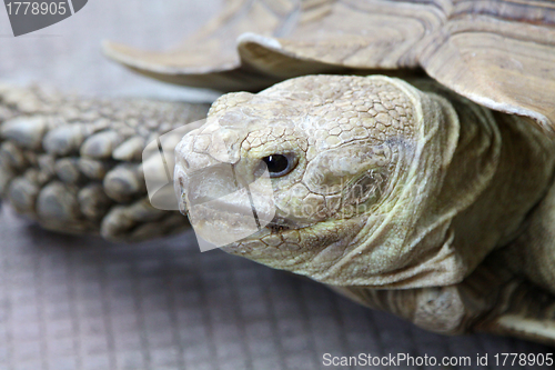 Image of Old turtle on ground, close-up shot.