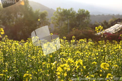 Image of Rape flowers field under sunlight