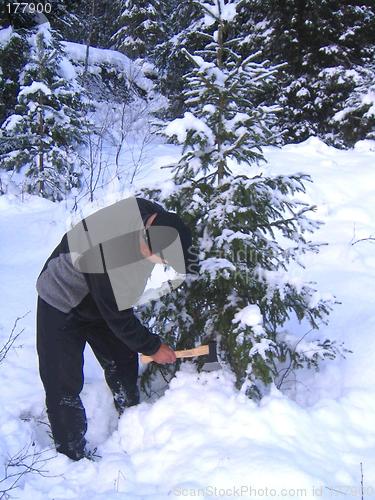 Image of Cutting christmas tree