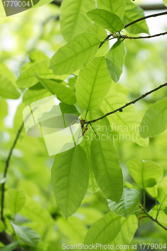 Image of Leaves background
