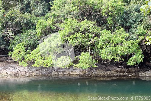 Image of Wetland in Hong Kong