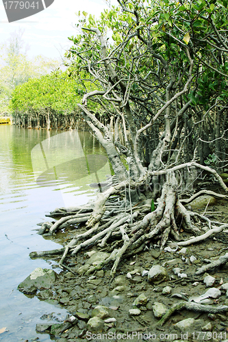 Image of Wetland area along the coast