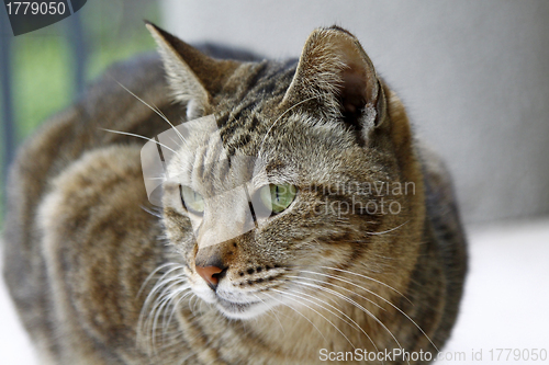 Image of Cat with sharp eyesight looking at something