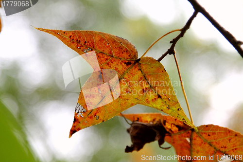 Image of Red leaves background