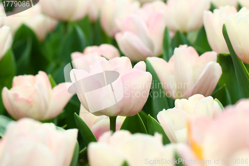 Image of Pink tulips background