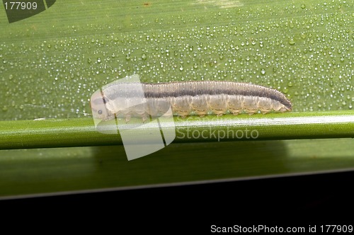 Image of Wet caterpillar