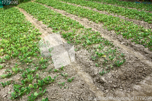 Image of Farming field in countryside