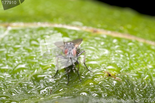 Image of Wet fly