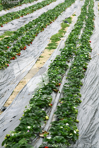 Image of Strawberries fields